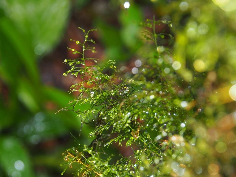 Polyphlebium capillaceum, photographed by Lena Struwe