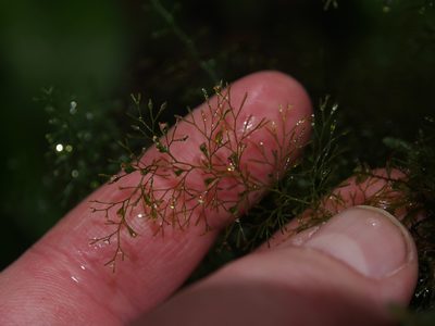 Polyphlebium capillaceum, photographed by Lena Struwe