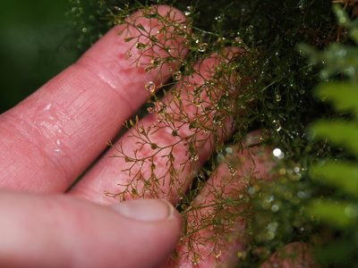 Polyphlebium capillaceum, photographed by Lena Struwe