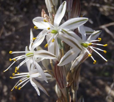 Chlorophytum triflorum, photographed by Nicola van Berkel