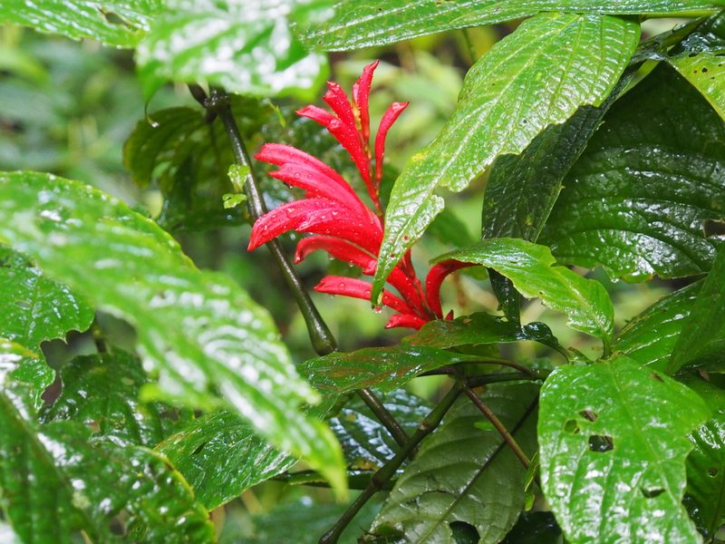 Stenostephanus leiorhachis, photographed by Lena Struwe