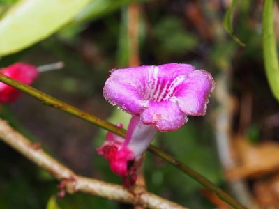 Drymonia conchocalyx, photographed by Lena Struwe