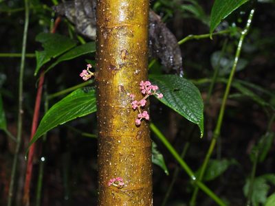 Urera caracasana, photographed by Lena Struwe