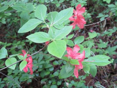Rhododendron kaempferi, photographed by Marco Mussita
