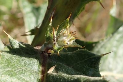 Berkheya maritima, photographed by Peter Warren