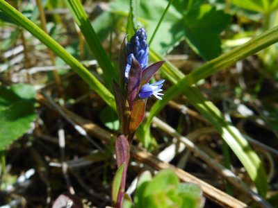 Polygala amarella, photographed by Eugene Popov