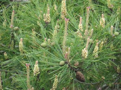Pinus densiflora, photographed by Marco Mussita
