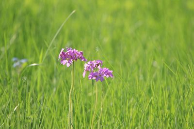Primula cortusoides, photographed by Нурхайдарова Татьяна