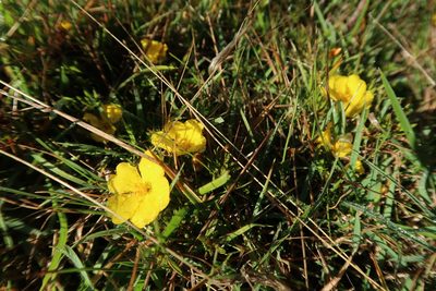 Hibbertia procumbens, photographed by Cowirrie