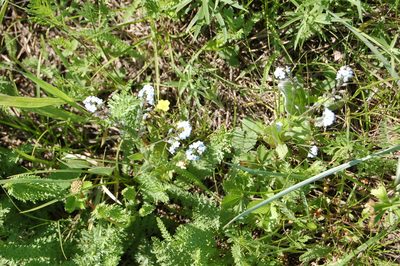 Myosotis imitata, photographed by Alexander Dubynin