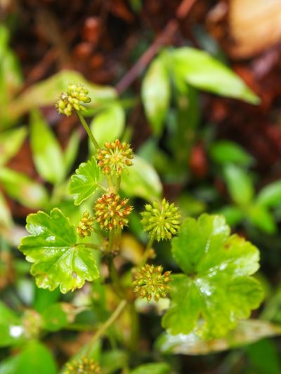 Hydrocotyle mexicana, photographed by Lena Struwe