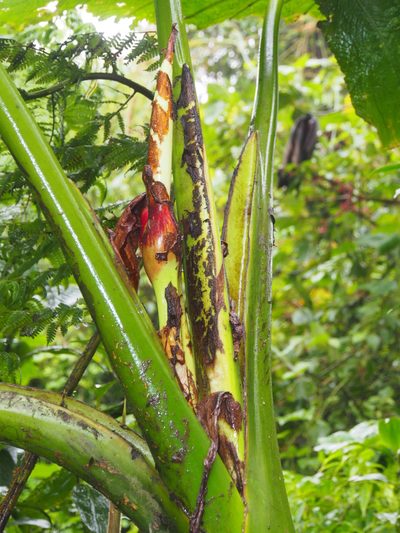 Xanthosoma undipes, photographed by Lena Struwe