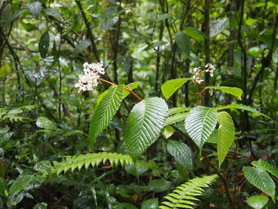 Begonia cooperi, photographed by Lena Struwe
