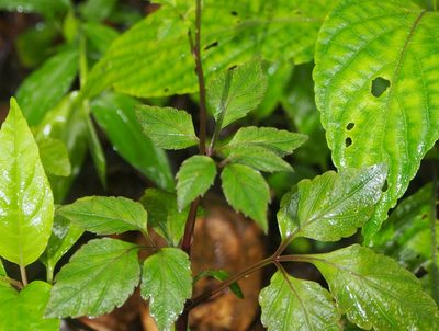 Cardamine fulcrata, photographed by Lena Struwe