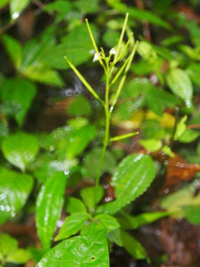 Cardamine fulcrata, photographed by Lena Struwe