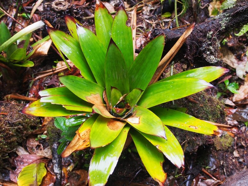 Werauhia patzeltii, photographed by Lena Struwe