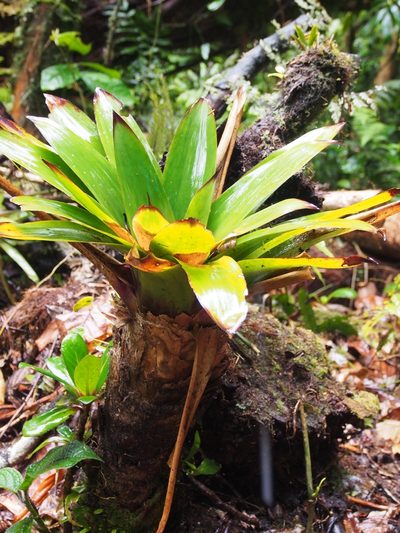 Werauhia patzeltii, photographed by Lena Struwe