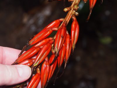 Pitcairnia brittoniana, photographed by Lena Struwe