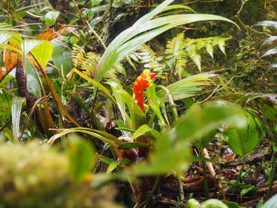 Guzmania nicaraguensis, photographed by Lena Struwe
