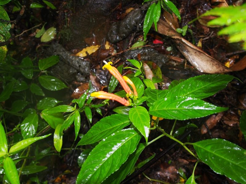 Centropogon solanifolius, photographed by Lena Struwe