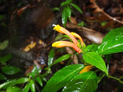 Centropogon solanifolius, photographed by Lena Struwe