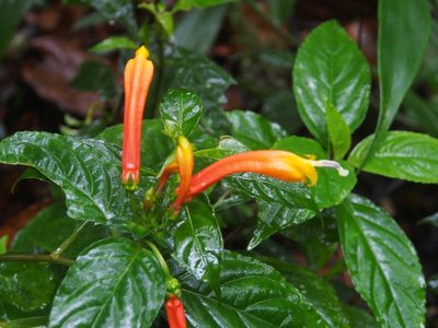 Centropogon solanifolius, photographed by Lena Struwe