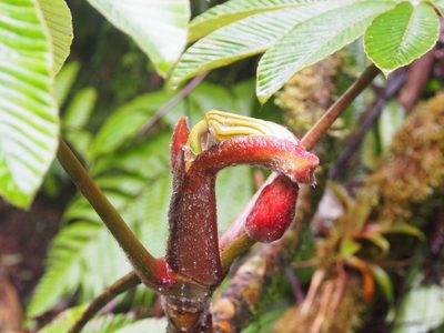 Cecropia angustifolia, photographed by Lena Struwe