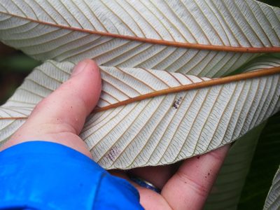 Cecropia angustifolia, photographed by Lena Struwe