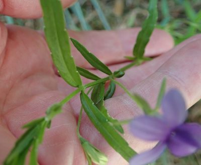 Monopsis stellarioides, photographed by Peter Warren