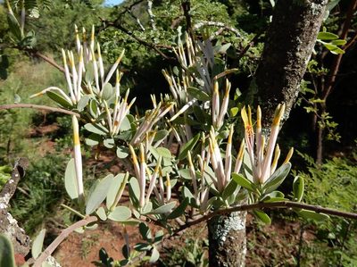 Agelanthus natalitius, photographed by Henry de Lange