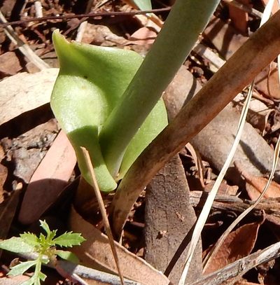 Eriospermum cooperi, photographed by Henry de Lange