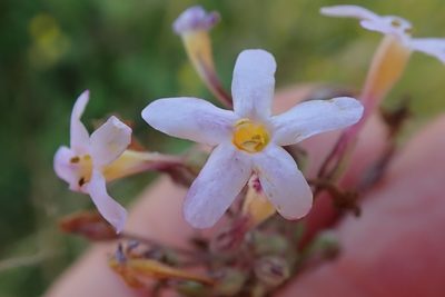 Chaenostoma floribundum, photographed by Peter Warren