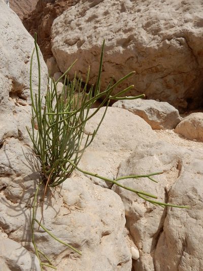 Euphorbia larica, photographed by Petra Caltová