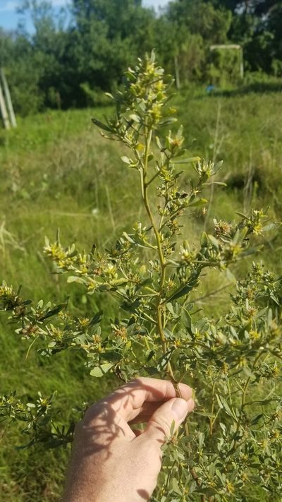 Baccharis microdonta, photographed by Roderick Cameron