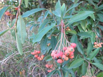 Photinia davidiana, photographed by Alice Shanks