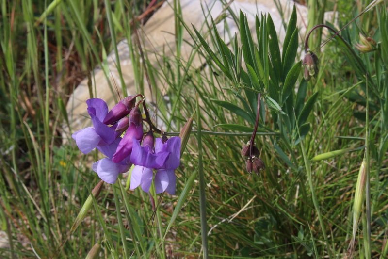 Lathyrus filiformis, photographed by Fabien Piednoir
