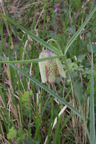 Fritillaria involucrata, photographed by Fabien Piednoir