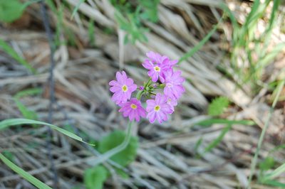 Primula cortusoides, photographed by Alexander Dubynin