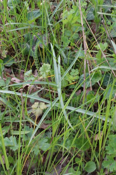 Fritillaria involucrata, photographed by Fabien Piednoir