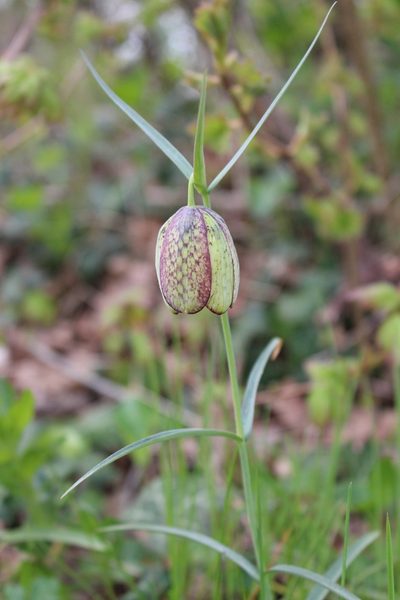 Fritillaria involucrata, photographed by Fabien Piednoir