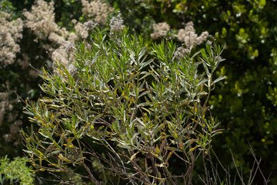 Ericameria parishii, photographed by Jesse Rorabaugh