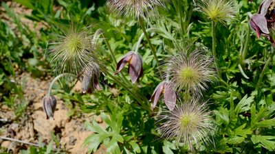 Pulsatilla cernua, photographed by Kim, Hyun-tae