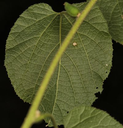 Pyrenacantha grandiflora, photographed by Wynand Uys