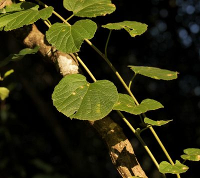Pyrenacantha grandiflora, photographed by Wynand Uys