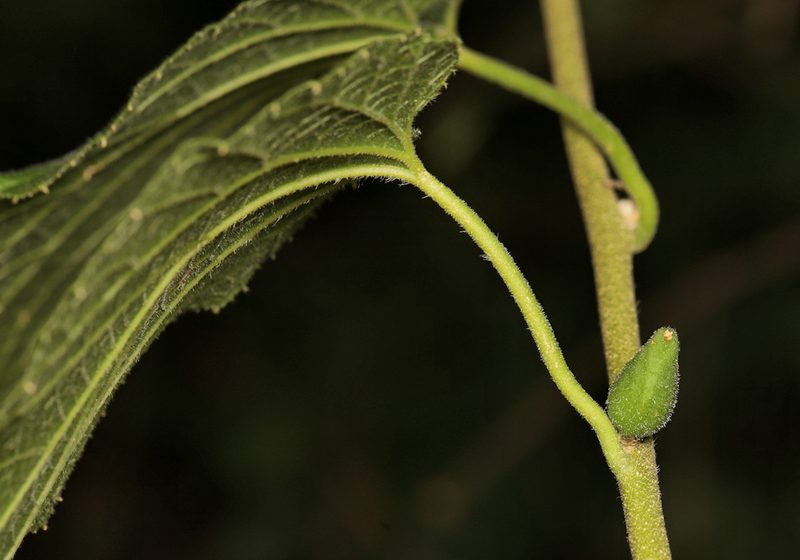 Pyrenacantha grandiflora, photographed by Wynand Uys