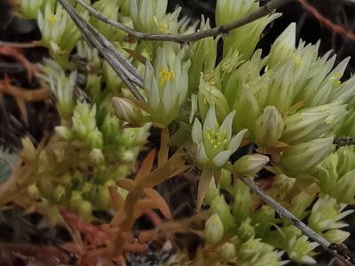 Petrosedum ochroleucum, photographed by viridian