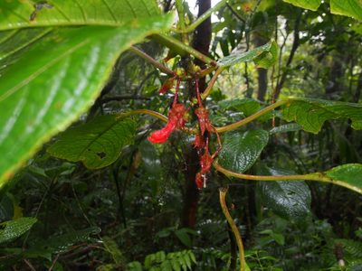 Glossoloma tetragonum, photographed by Lena Struwe
