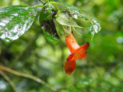 Drymonia rubra, photographed by Lena Struwe
