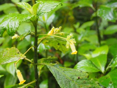 Gasteranthus wendlandianus, photographed by Lena Struwe