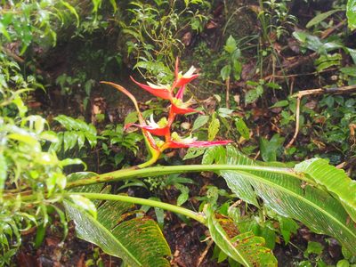 Heliconia monteverdensis, photographed by Lena Struwe